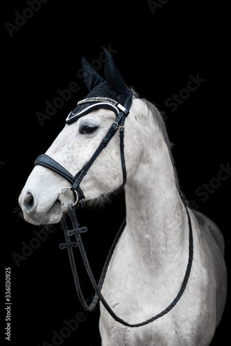 Beautiful helathy stunning white horse stallion mare on black background. © Eliška