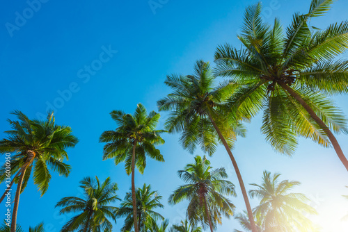 Tropical coconut palm trees at sunny day with blue sky © nevodka.com