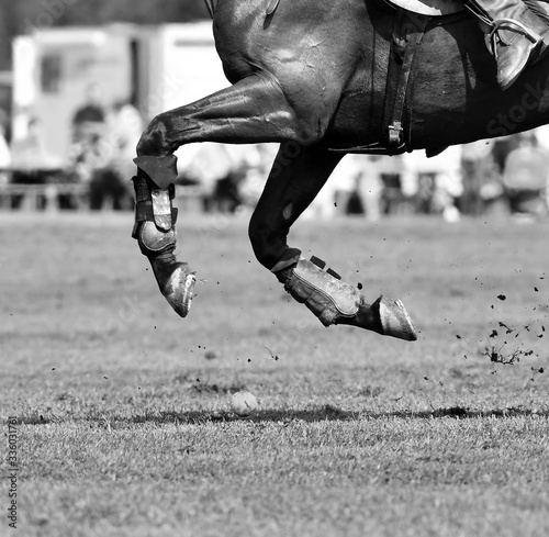 Polo player chasing the ball. Horizontal, view from the back, black and white. Close-up details of horse legs.