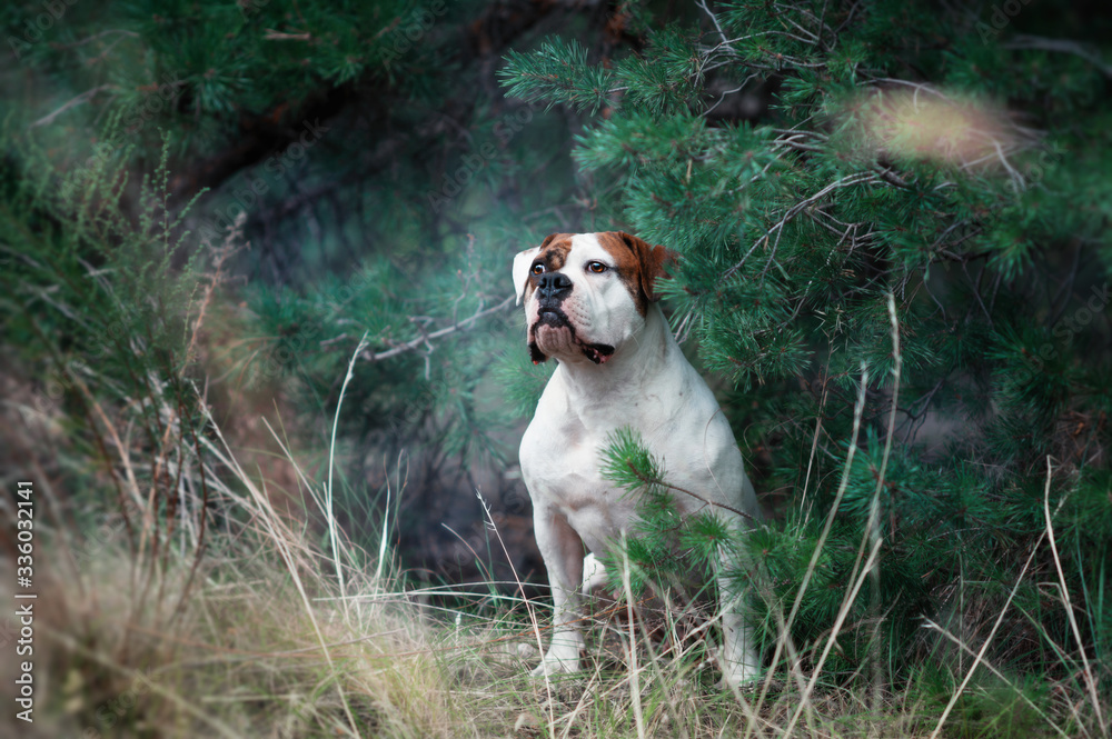 Φωτογραφία Cute dog on the background of nature.  American bulldog.