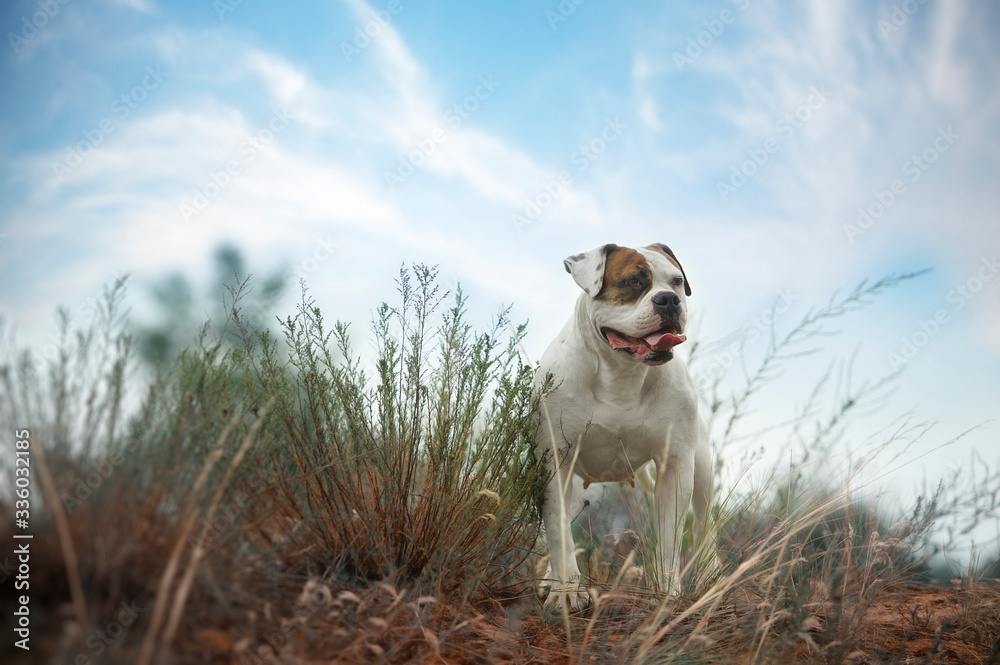 Cute dog on the background of nature.  American bulldog. 