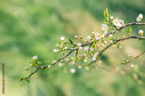 Branches of a blossoming tree on a garden background.
