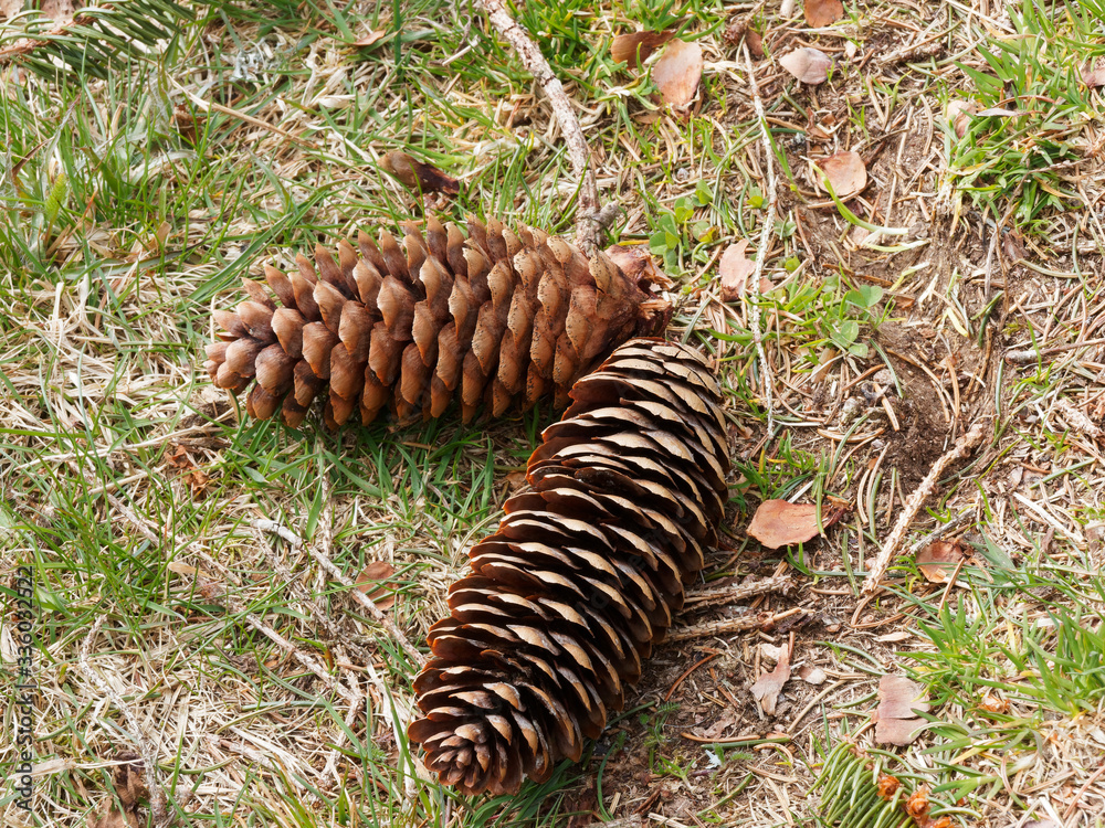 Cônes losangiques, écailleux de couleur brun foncé, pointes arrondies, d'épicéa ou sapin rouge (Picea abies), tombés sur le sol en hiver