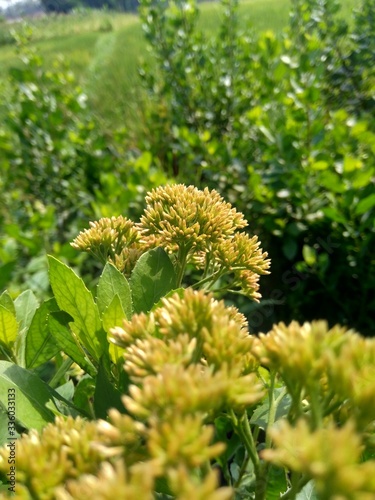 Pluchea indica (Indian camphorweed, Indian fleabane, Indian pluchea, Baccharis indica L) flower with natural background photo