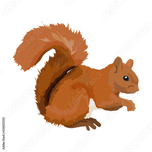 Eichhörnchen