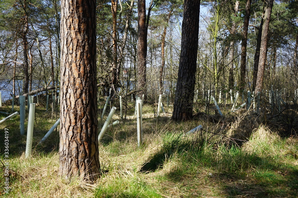 Aufforstung am Havelhöhenweg im Grunewald Aufforstung am Havelhöhenweg im Grunewald