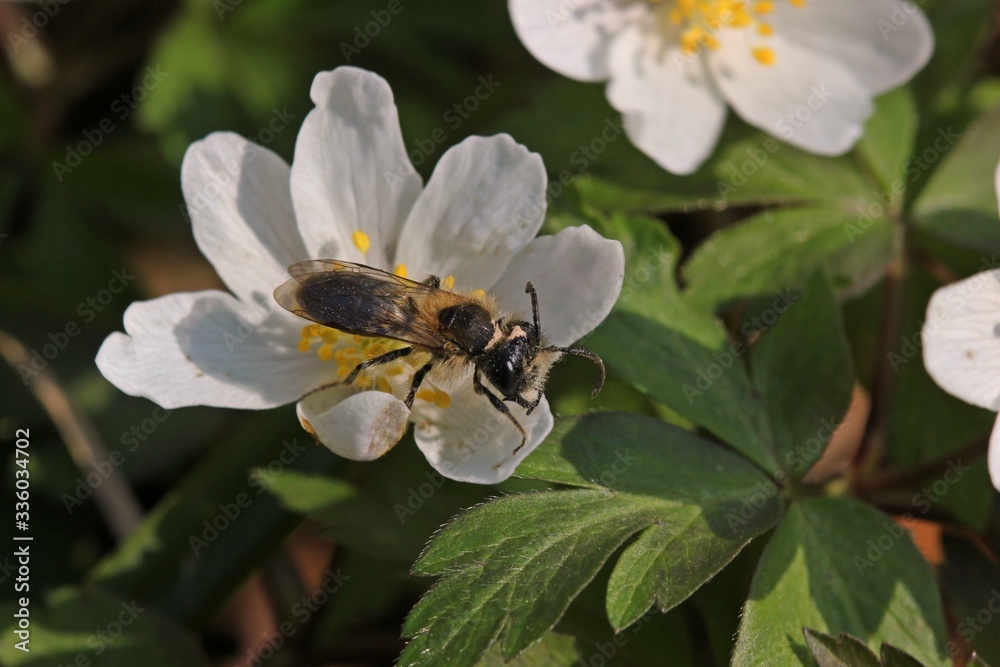 Männliche Rotpelzige Sandbiene (Andrena fulva) auf Buschwindröschen (Anemone nemorosa) Männliche Rotpelzige Sandbiene (Andrena fulva) auf Buschwindröschen (Anemone nemorosa)