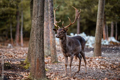 Fototapeta Naklejka Na Ścianę i Meble -  Fallow deer dama dama in the forest