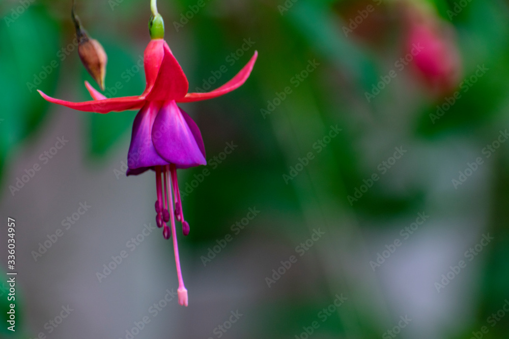 Ballerina flower Da Nang, Vietnam, Asia Ballerina flower Da Nang, Vietnam, Asia