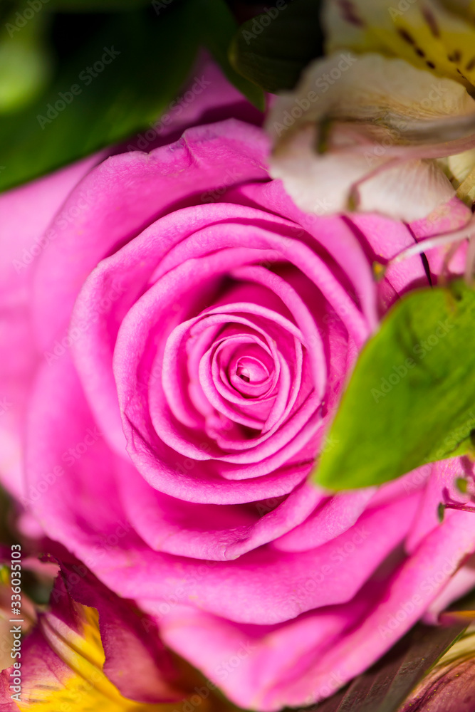 Fototapeta premium background of beautiful pink rose close-up in a bouquet of flowers