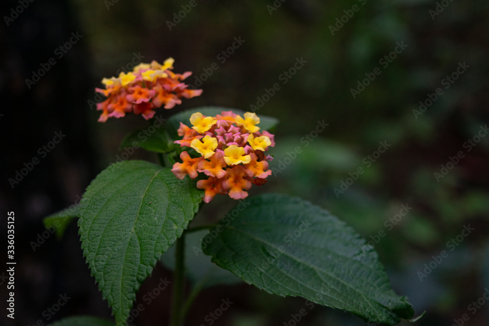 red and yellow flowers Da Nang, Vietnam, Asia red and yellow flowers Da Nang, Vietnam, Asia