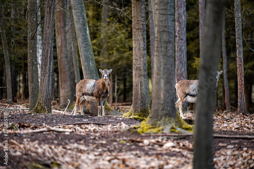 Fallow deer dama dama in the forest