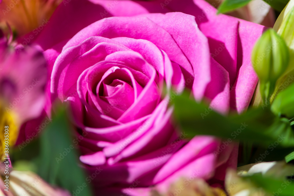 background of beautiful pink rose close-up in a bouquet of flowers background of beautiful pink rose close-up in a bouquet of flowers
