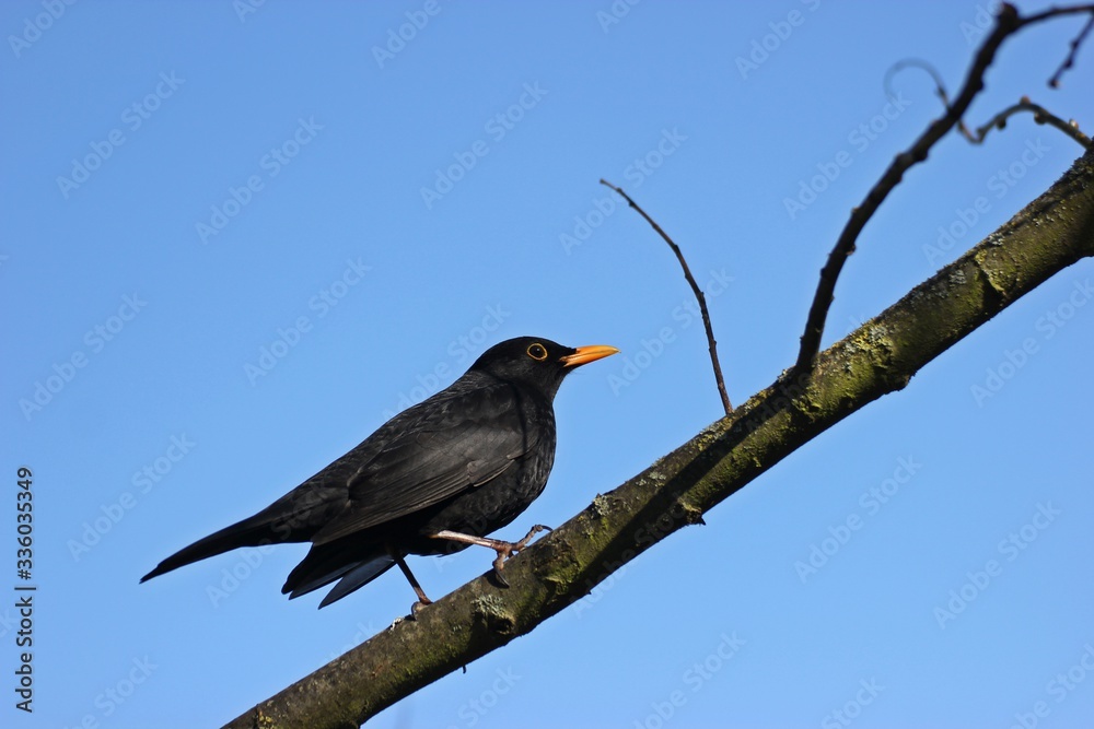 Männliche Amsel (Turdus merula) auf Zweig vor blauem Himmel Männliche Amsel (Turdus merula) auf Zweig vor blauem Himmel