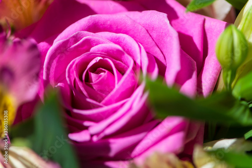 background of beautiful pink rose close-up in a bouquet of flowers