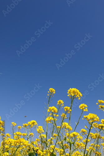 파란 하늘과 노란 유채꽃