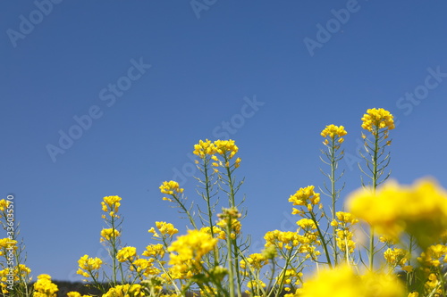 파란 하늘과 노란 유채꽃