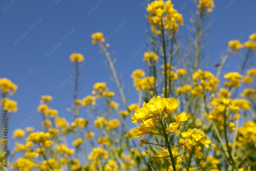 파란 하늘과  노란 유채꽃