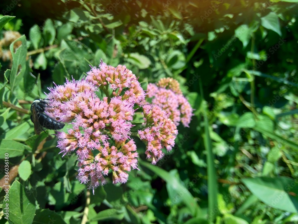 Pluchea indica (Indian camphorweed, Indian fleabane, Indian pluchea, Baccharis indica L) flower with natural background Pluchea indica (Indian camphorweed, Indian fleabane, Indian pluchea, Baccharis indica L) flower with natural background