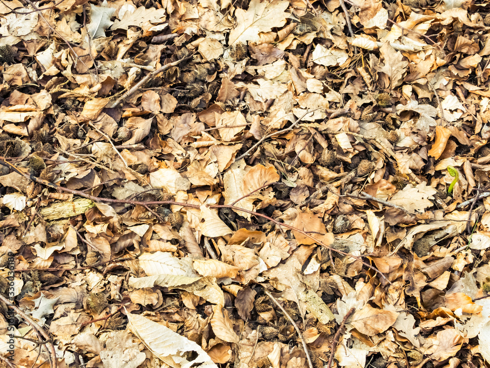 Abstract autumn leaves in forest Abstract autumn leaves in forest