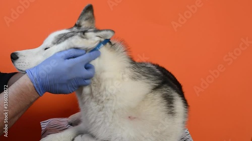 Veterinarian wearing protective gloves puts collar against parasites on gray Husky breed dog closeup isolated on orange background photo