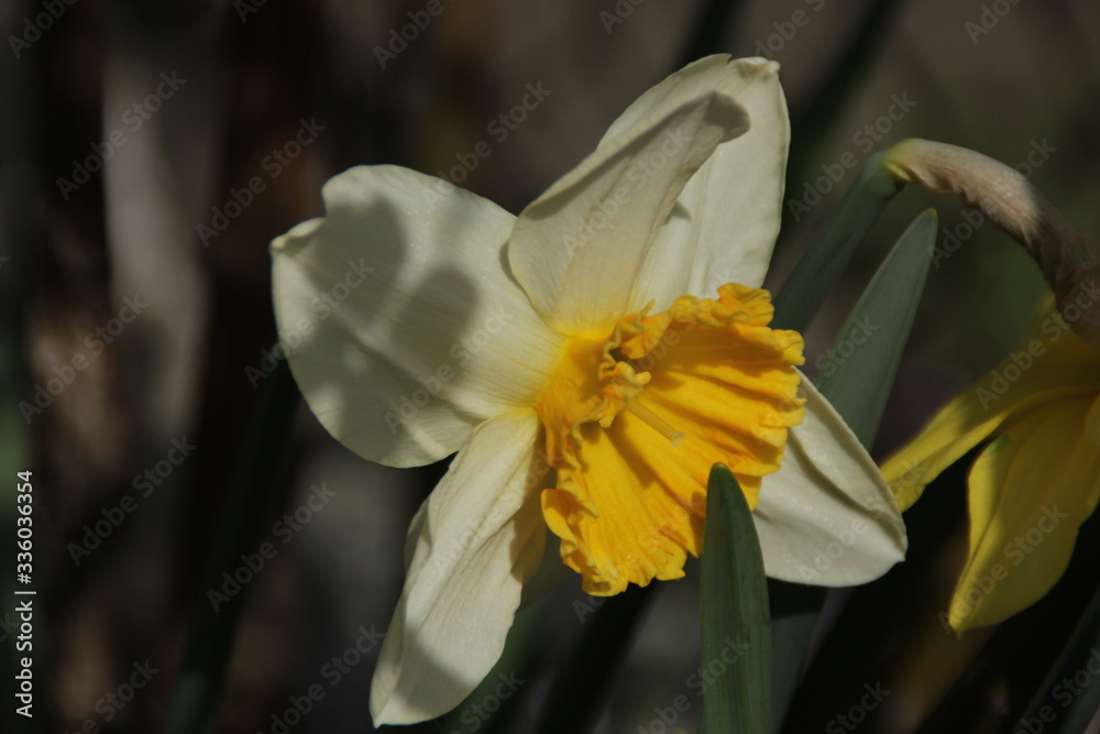 Fototapeta premium Narciso bianco