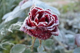red rose with snow