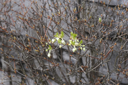 Enkianthus perulatus flower begins to bloom / Ericaceae deciduous shrub. photo