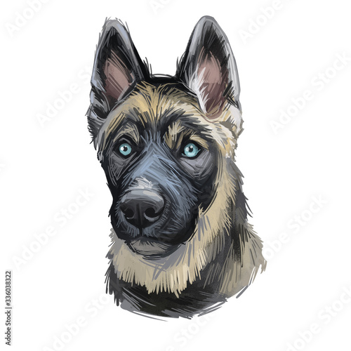 Gerberian Shepsky Puppy digital art illustration isolated on white photo