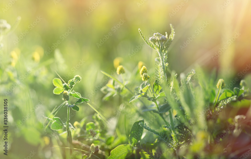 Beautiful nature in spring, clover in meadow Beautiful nature in spring, clover in meadow