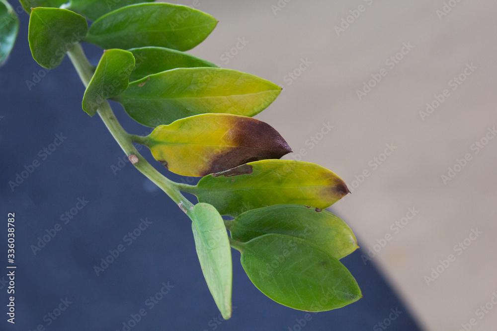 Φωτογραφία Damaged yellow and black leaves on branch of zamioculcas houseplant because of w