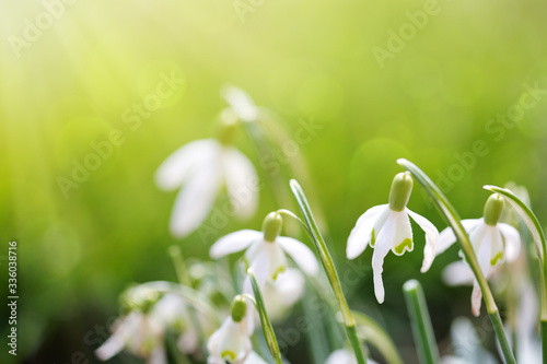 Snowdrops on bokeh background in sunny spring garden under sunbeams.