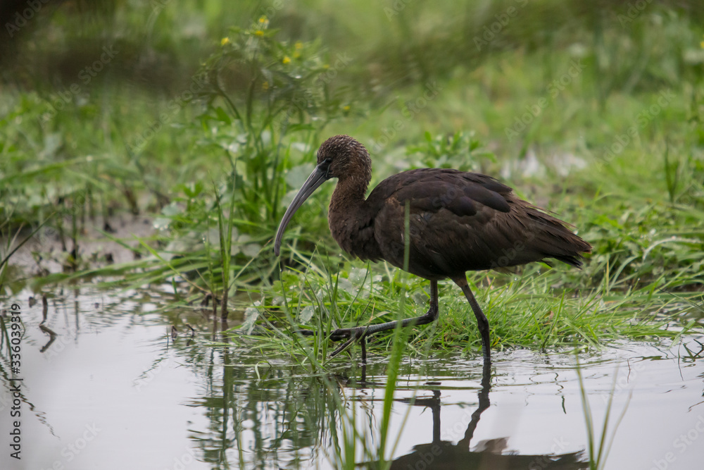 Ibis walking through the flooded field. Ibis walking through the flooded field.