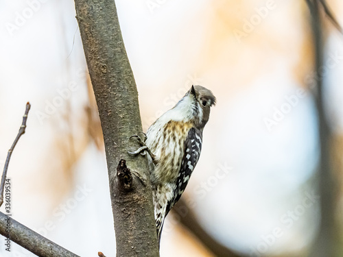 Japanese pygmy woodpecker perched in a forest 10 photo