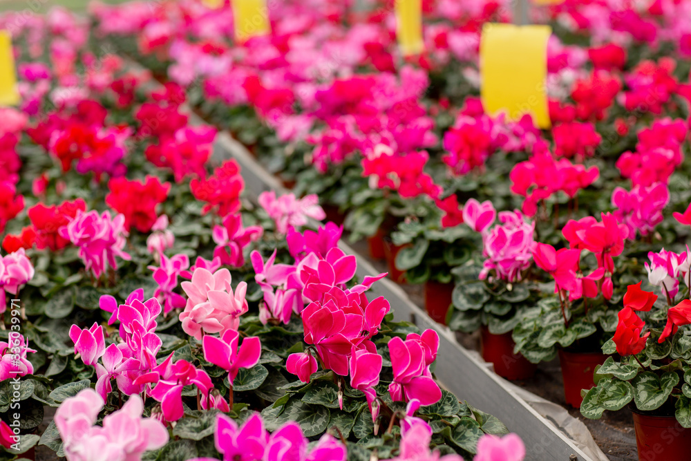 A colorful variety of cyclamen flowers in blossom in greenhouse. Plants ready for sales. Cyclamens with green leaves in pots. Gardening concept A colorful variety of cyclamen flowers in blossom in greenhouse. Plants ready for sales. Cyclamens with green leaves in pots. Gardening concept