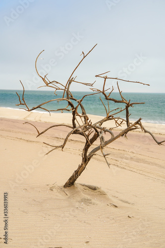 Dürrer Baum Küste