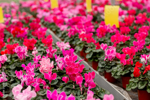 Fototapeta Naklejka Na Ścianę i Meble -  A colorful variety of cyclamen flowers in blossom in greenhouse. Plants ready for sales. Cyclamens with green leaves in pots. Gardening concept