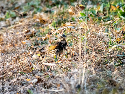 Dusky thrush in the grass of a Japanese Park 2