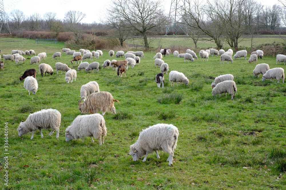 Schafe weiden auf einer grünen Koppel