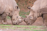 Dos Rinocerontes juegan