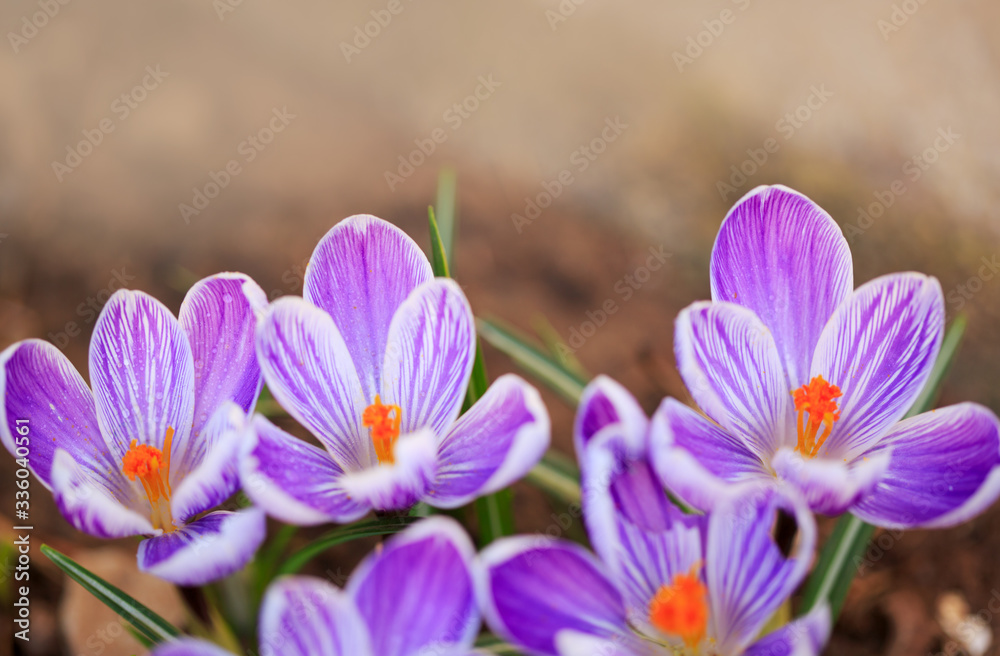 Close-up of a purple Crocus flowers isolated. Close-up of a purple Crocus flowers isolated.