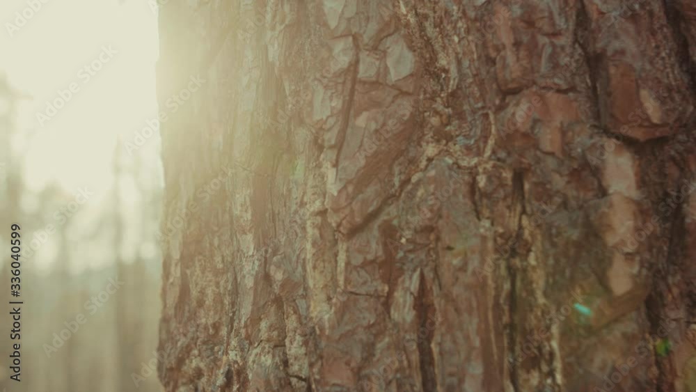 View of tree trunk of brown wood in forest environment landscape textured detail park dark branch sunshine grung beautiful light close up slow motion