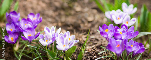 Fototapeta Naklejka Na Ścianę i Meble -  Close-up of a purple Crocus flowers isolated.