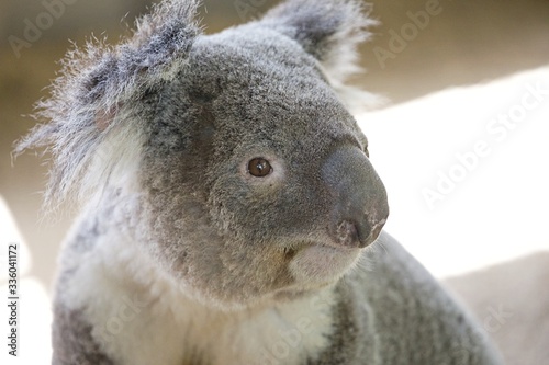 Koala im Eucaplyptusbaum © Peter