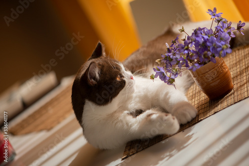 Beautiful cat and blue spring flower vase on the table at home photo