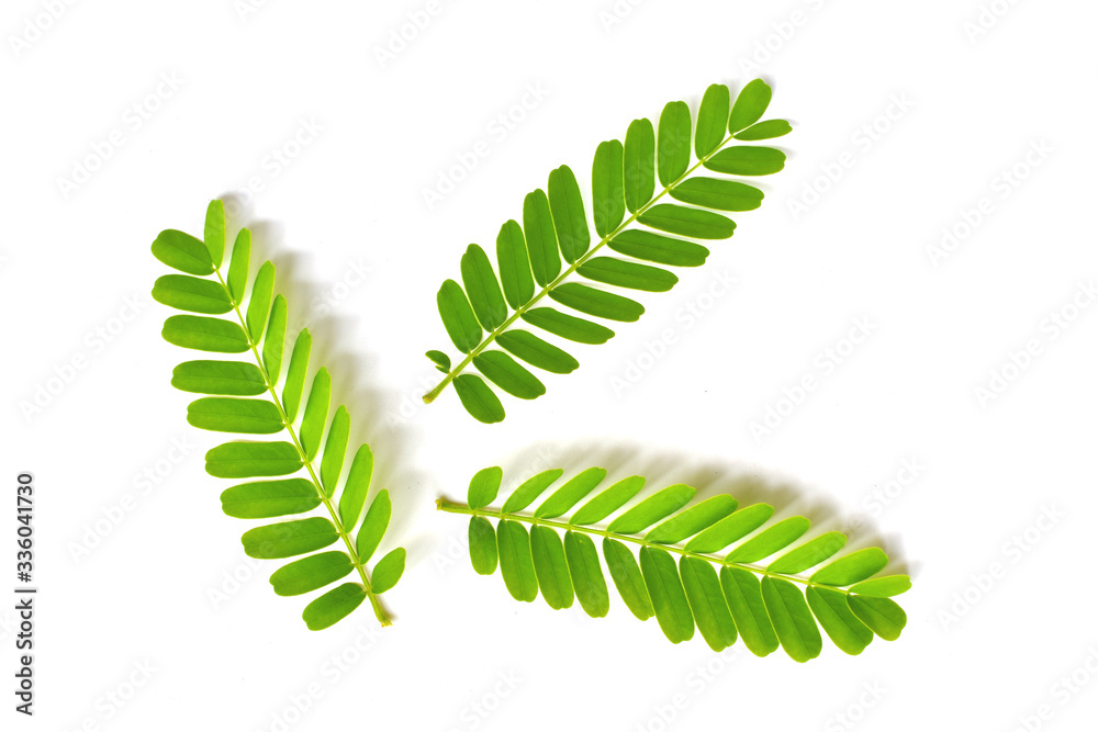 fern leaf isolated on white background fern leaf isolated on white background