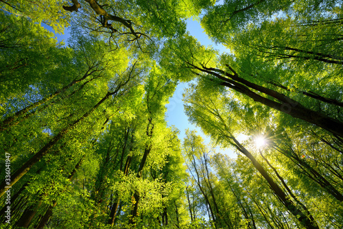 Fototapeta samoprzylepna Majestatyczny widok na wierzchołki drzew w lesie bukowym ze świeżymi zielonymi liśćmi, promieniami słońca i czystym błękitnym niebem