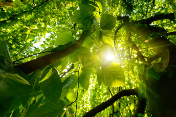 Worms eye view of beautiful trees and branches with vibrant green foliage and the sun shining through them