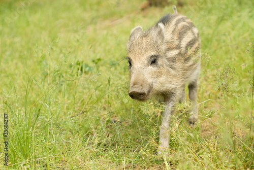 Adorable marcassin dans l herbe d une foret d Europe