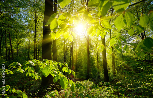Fototapeta Naklejka Na Ścianę i Meble -  Beautiful green forest scenery: the sun and green branches framing the trees in the background